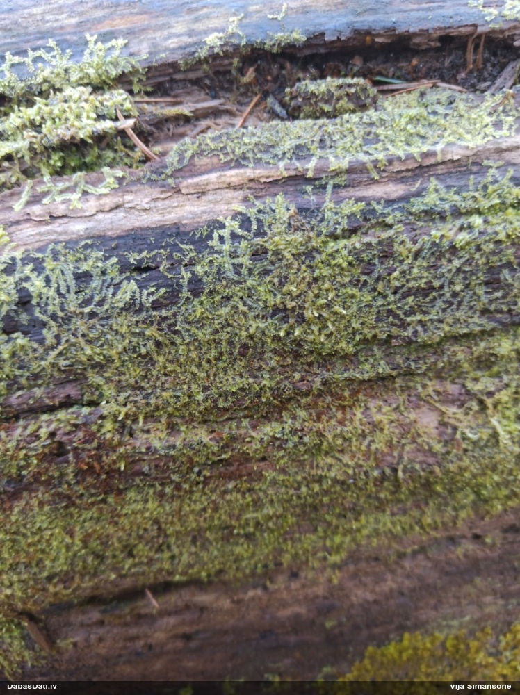 Dažādlapu sekstīte