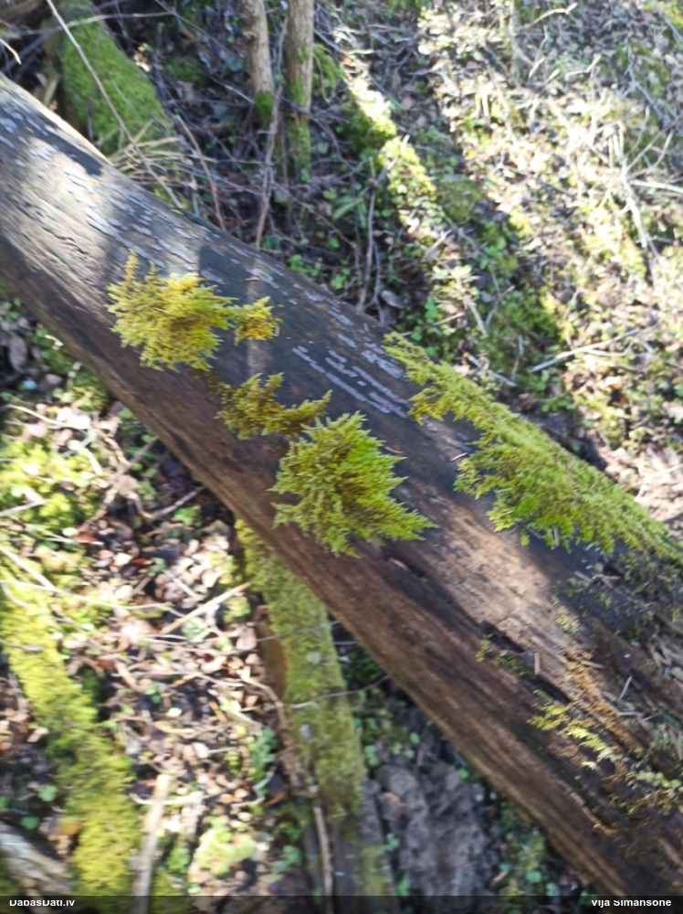 Ložņu platgredzene