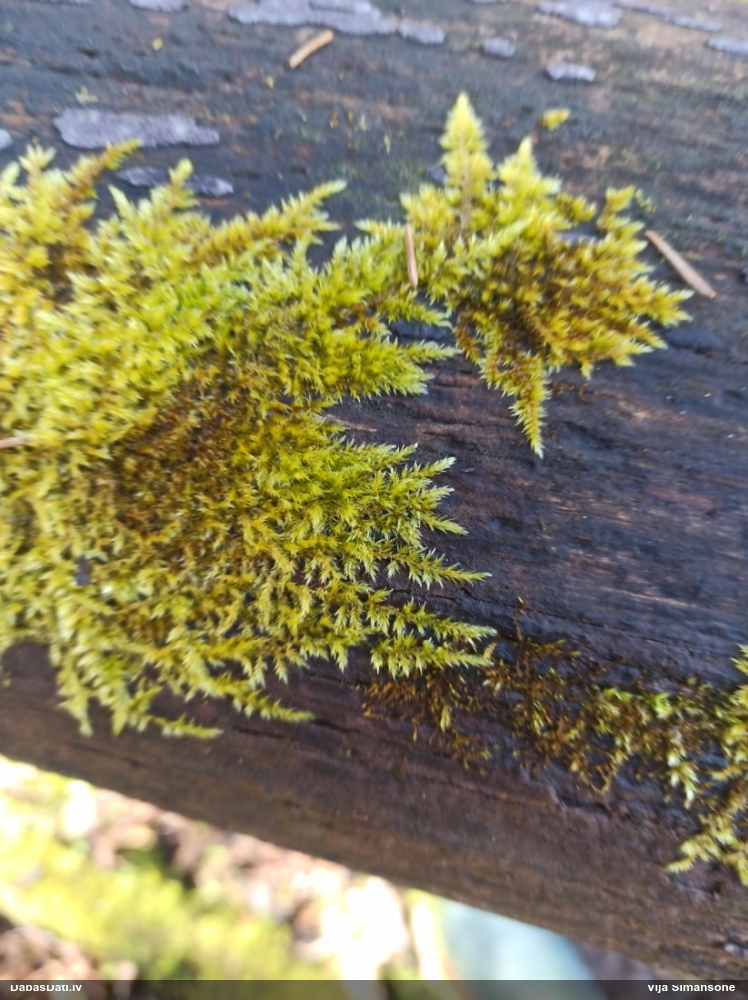 Ložņu platgredzene