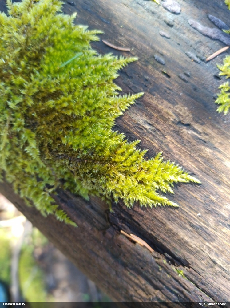 Ložņu platgredzene