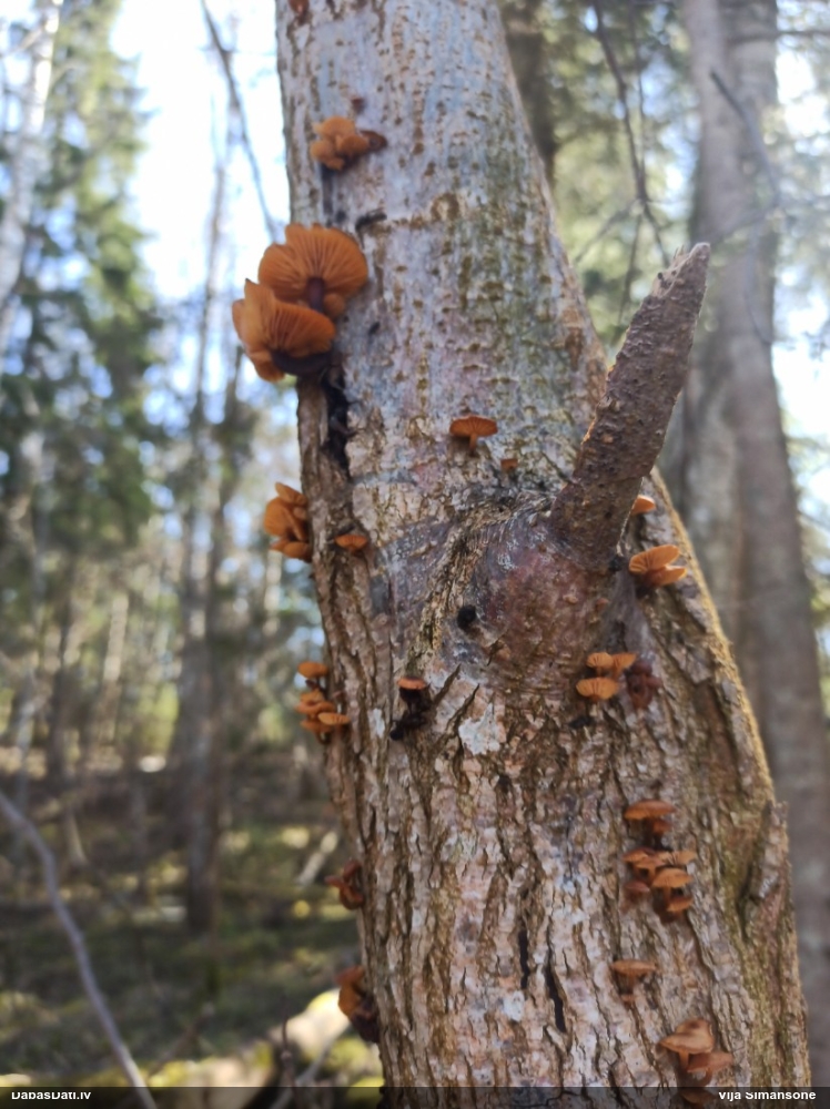 Samtainā ziemene (ziemas celmene)