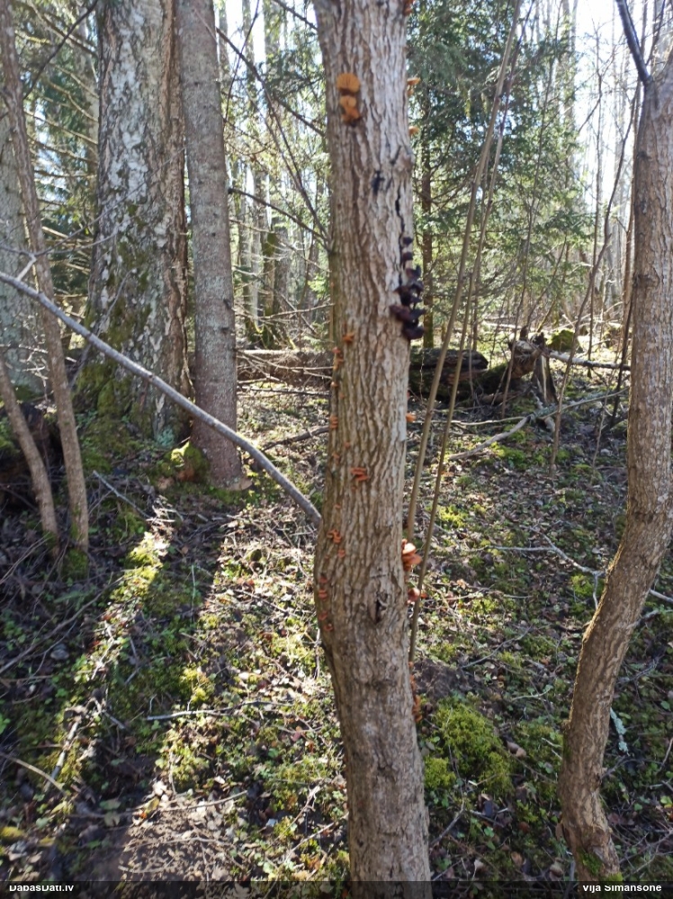 Samtainā ziemene (ziemas celmene)