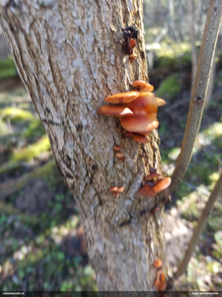 Samtainā ziemene (ziemas celmene)