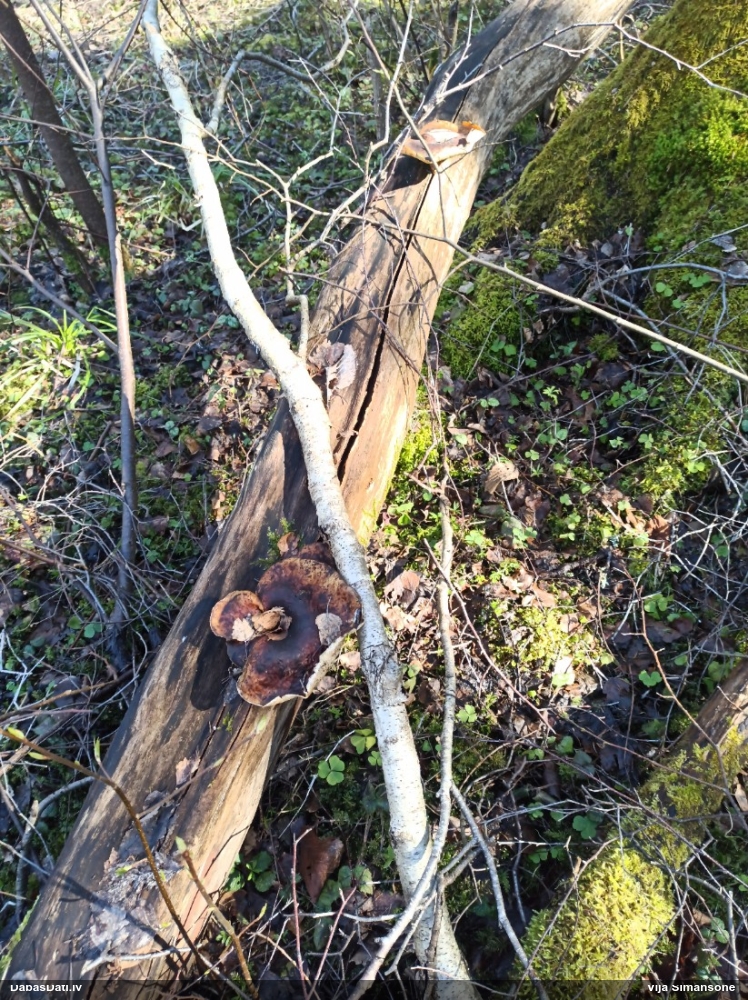 Kastaņbrūnā kātiņpiepe