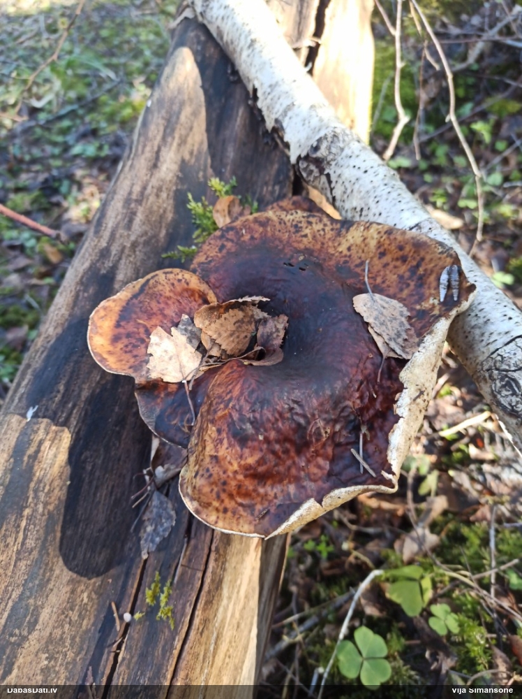 Kastaņbrūnā kātiņpiepe