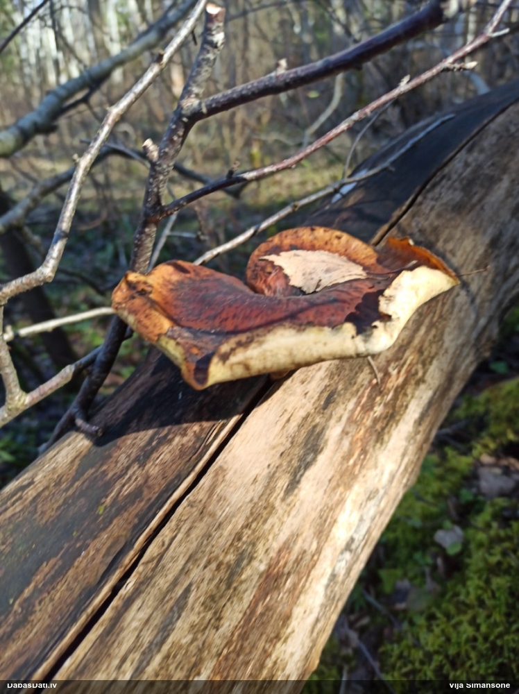 Kastaņbrūnā kātiņpiepe