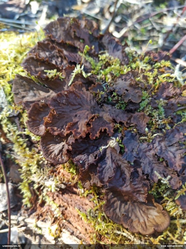 Peltīgera (nenoteikta)