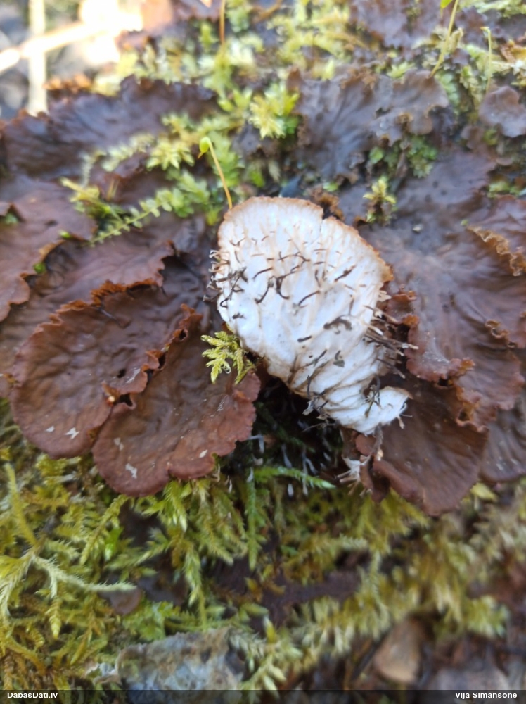 Peltīgera (nenoteikta)