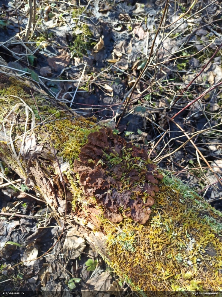 Peltīgera (nenoteikta)