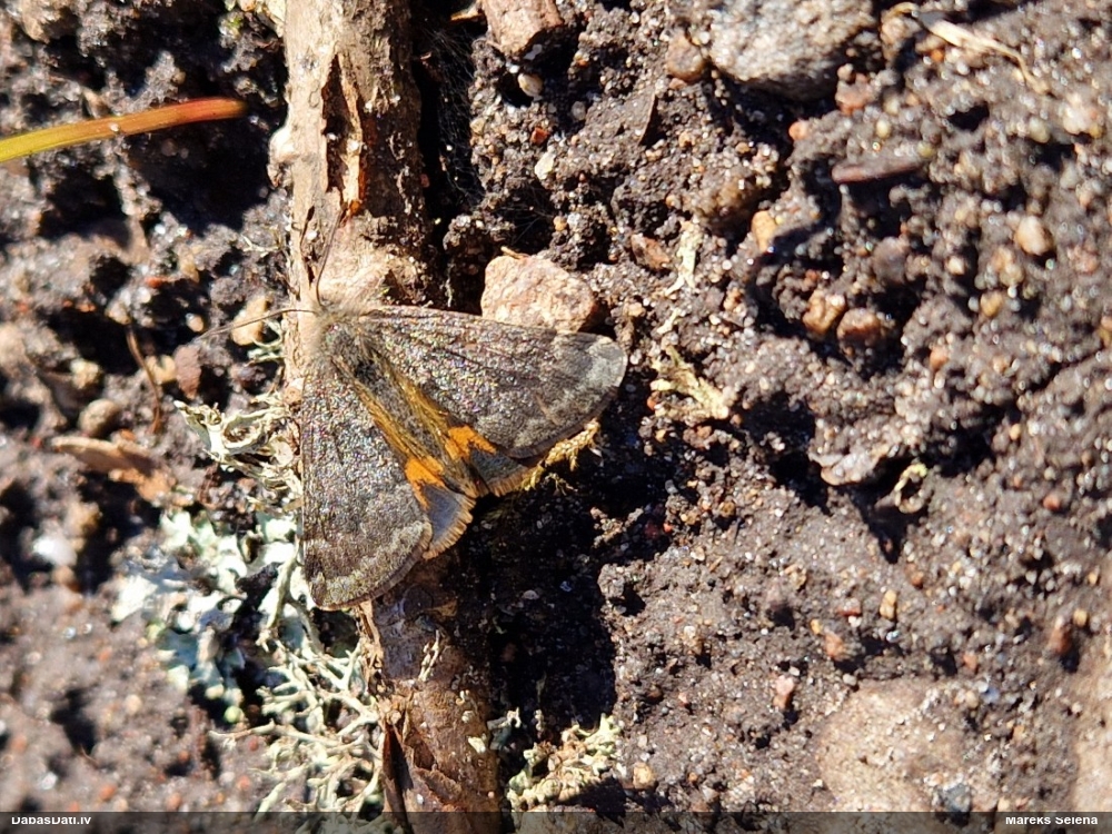 Apšu pavasarsprīžmetis