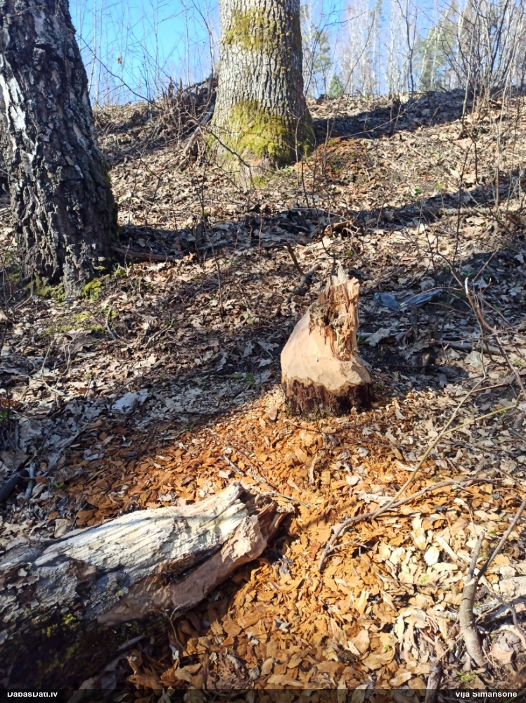 обыкновенный бобр