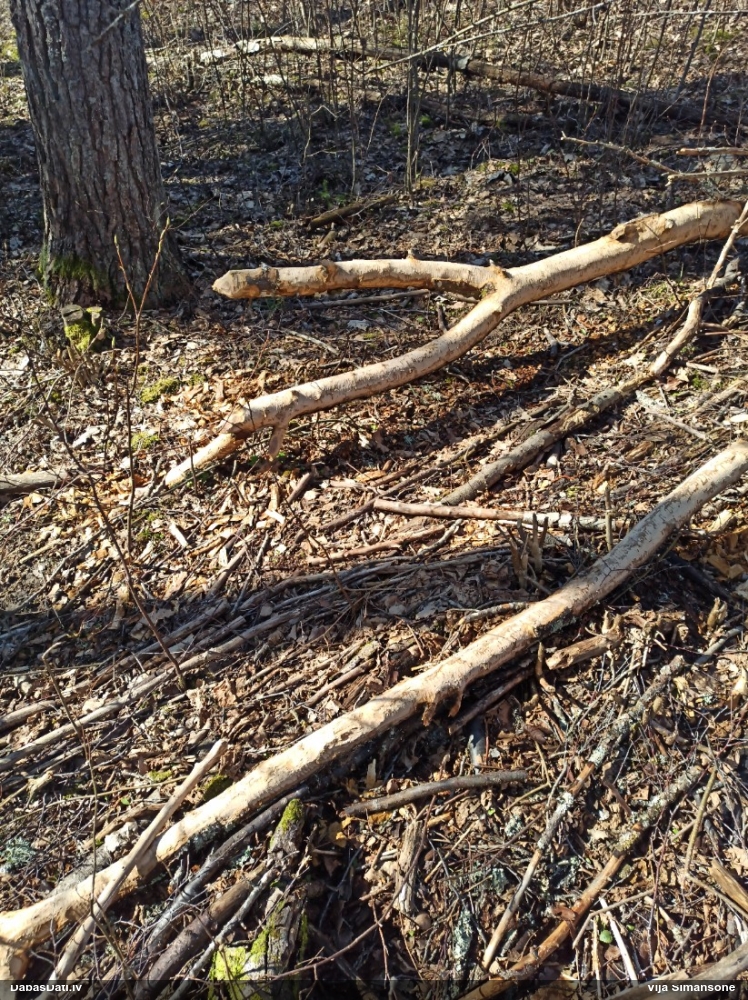 обыкновенный бобр