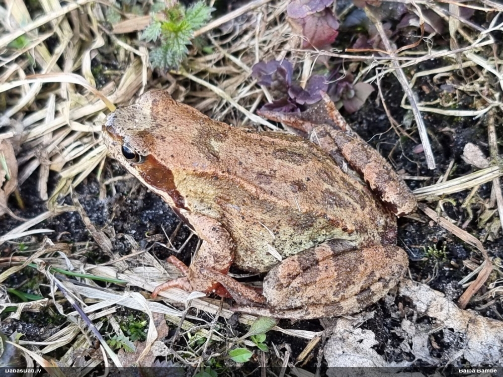травяная лягушка