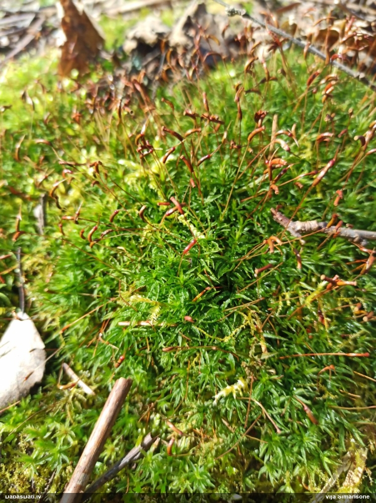 Viļņainā lācīte