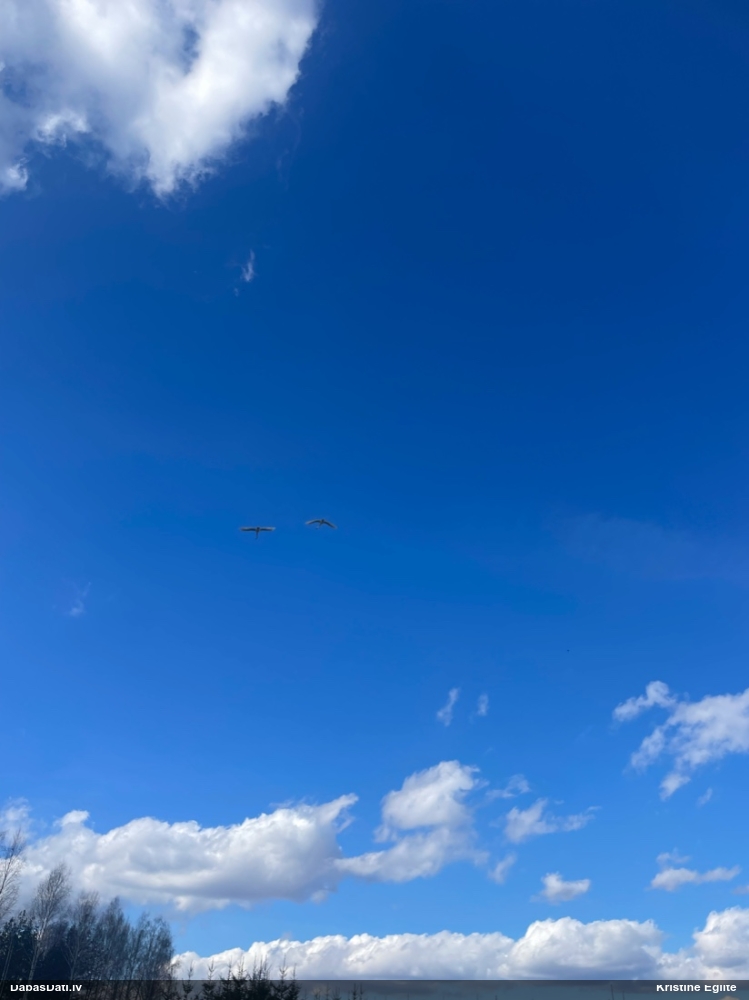 лебедь-шипун