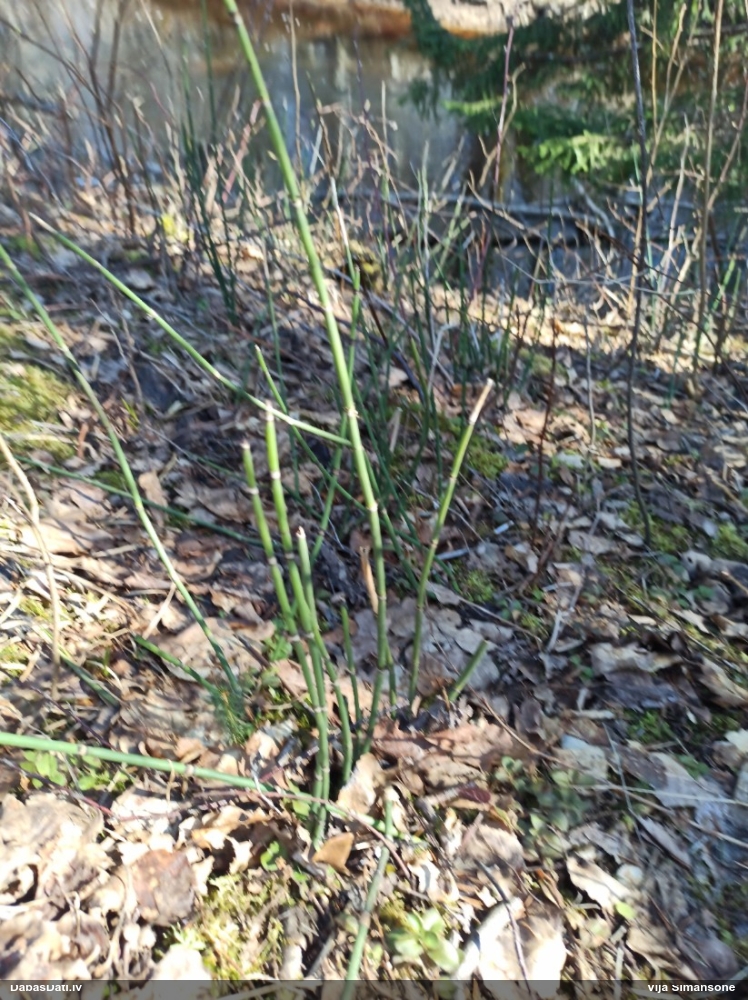 хвощ зимующий