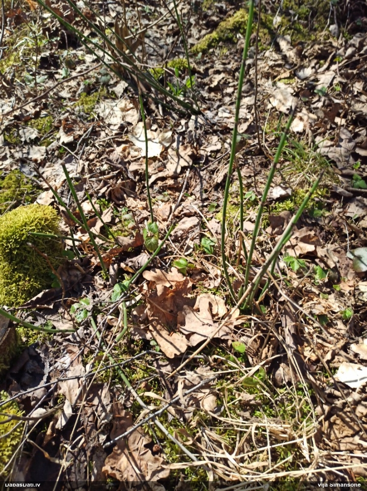 хвощ зимующий