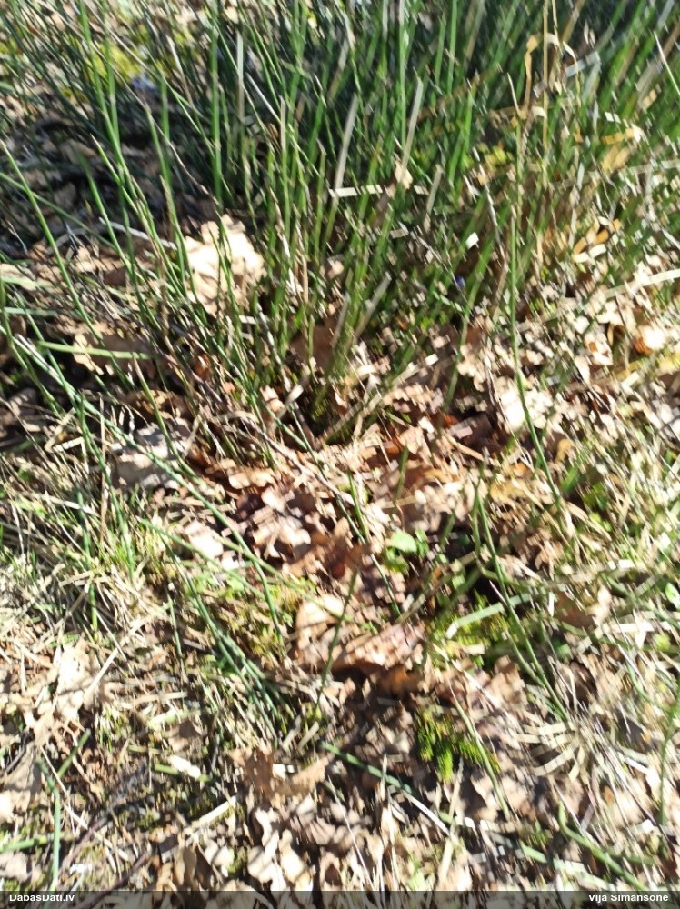 хвощ зимующий