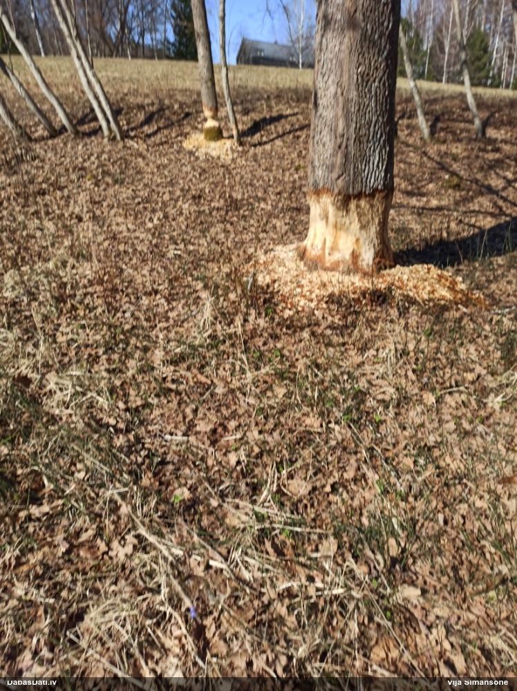 обыкновенный бобр