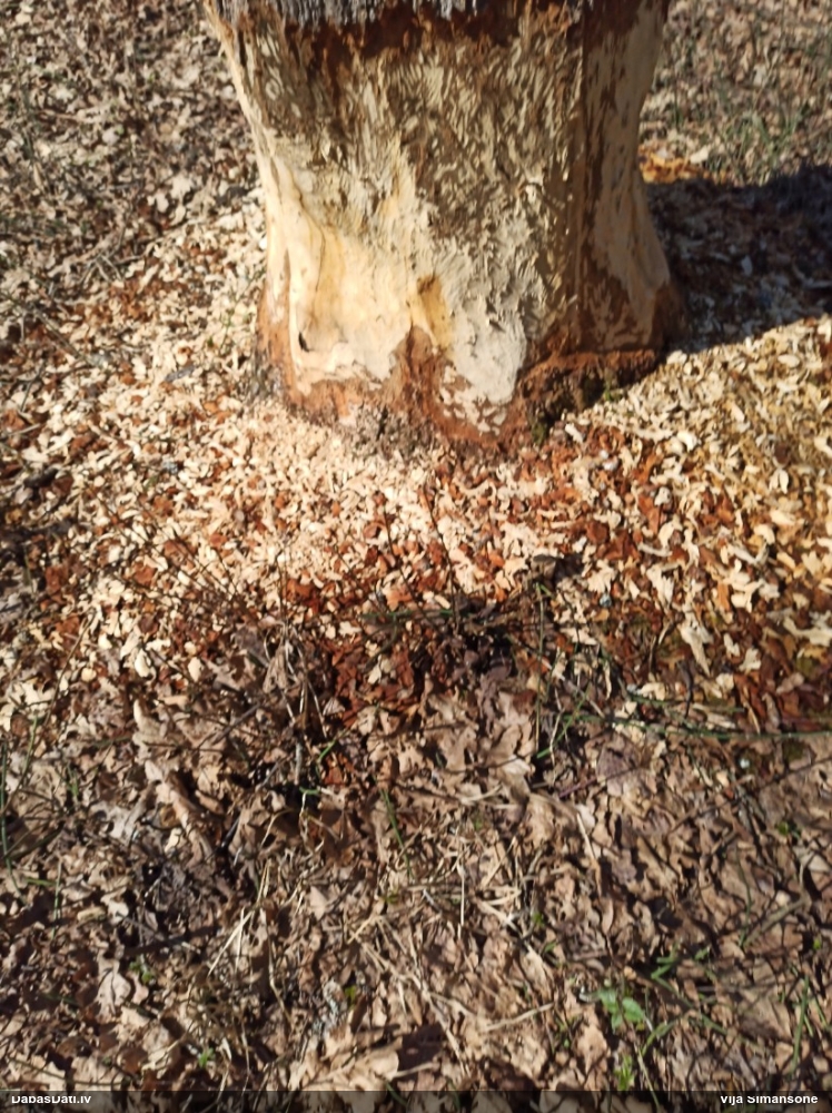 обыкновенный бобр