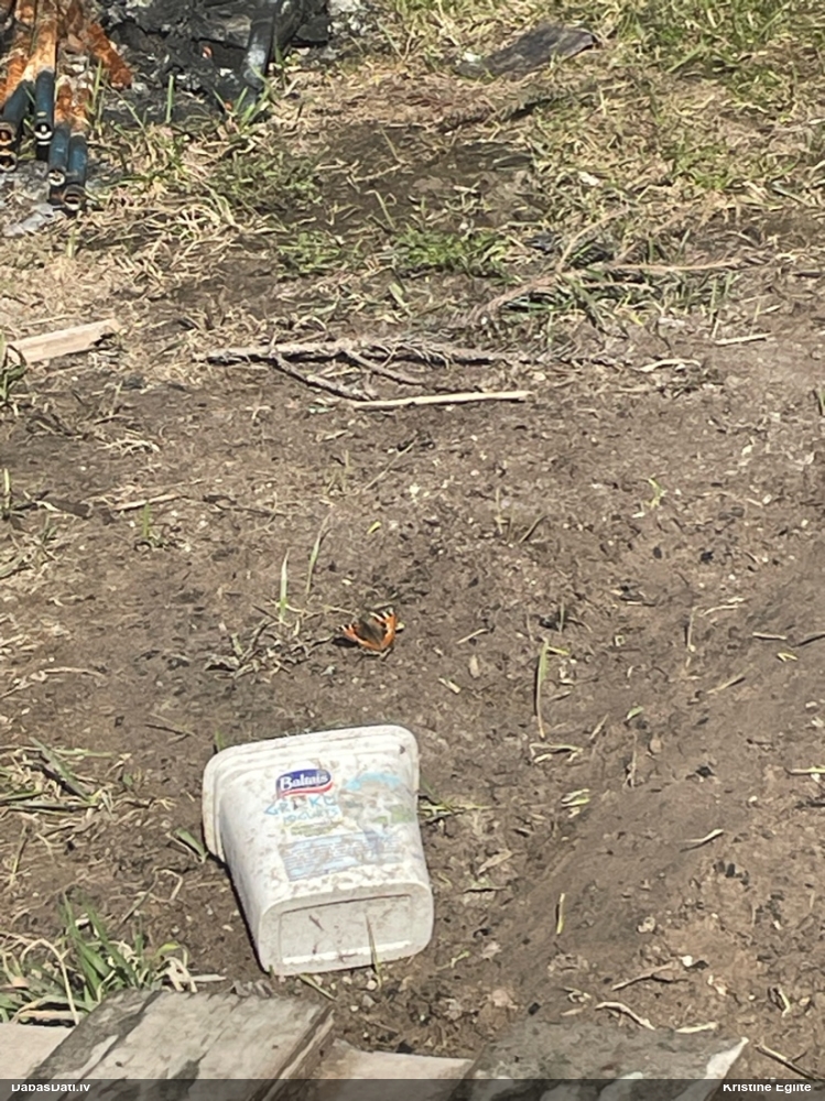 Parastais nātru raibenis