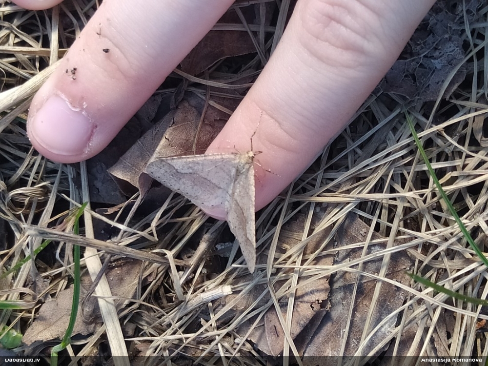 Pelēkdzeltenais salnsprīžmetis