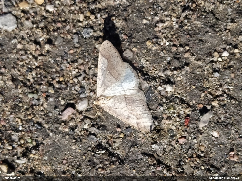 Pelēkdzeltenais salnsprīžmetis