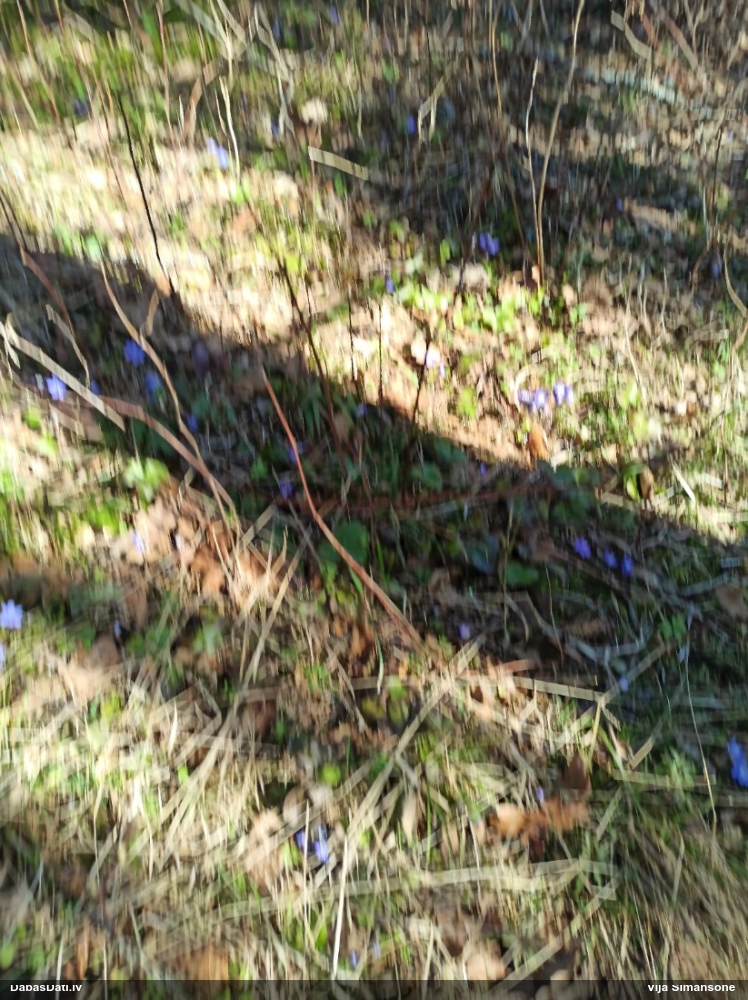 печеночница обыкновенная