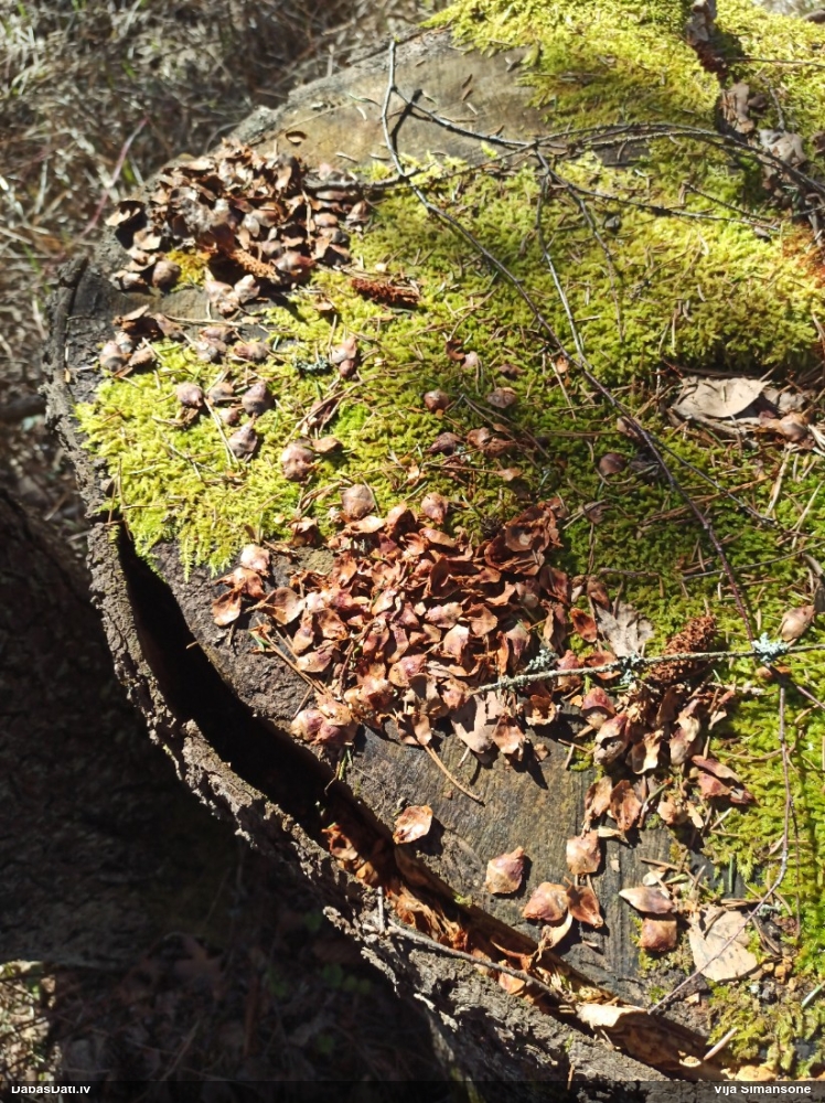 обыкновенная белка