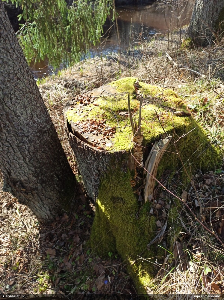 обыкновенная белка