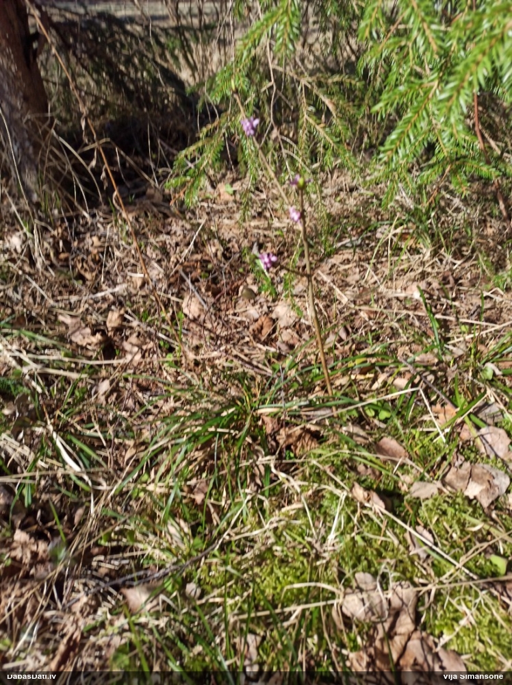 волчеягодник обыкновенный