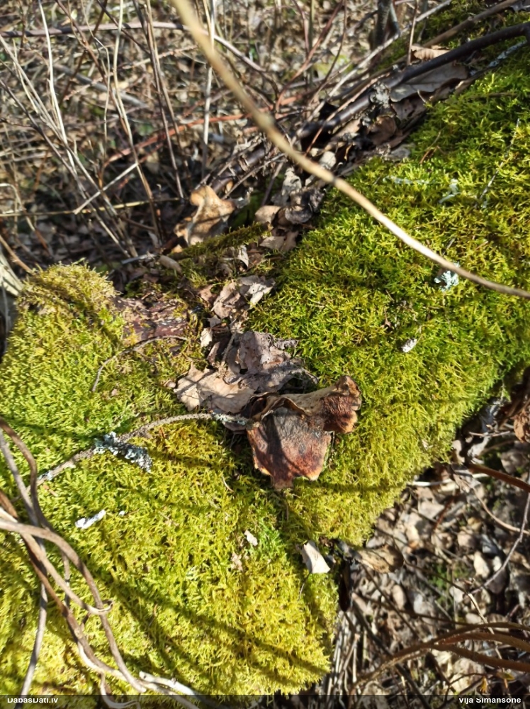 Kastaņbrūnā kātiņpiepe