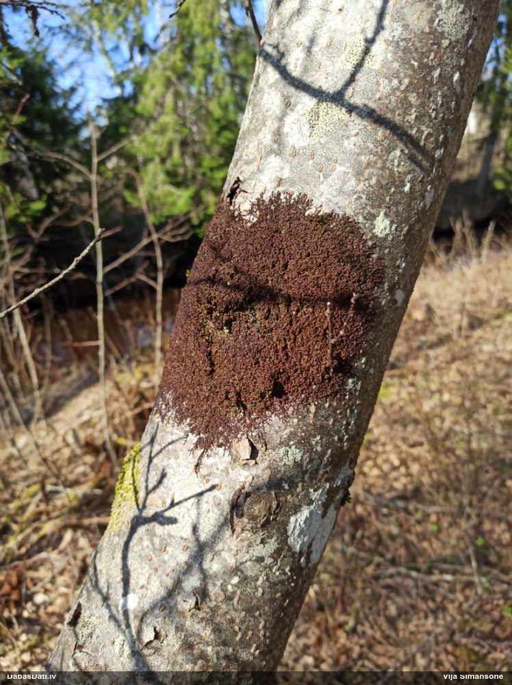 Izplestā frulānija