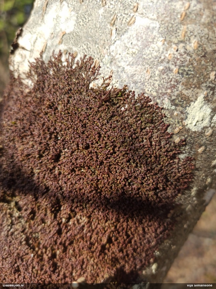 Izplestā frulānija