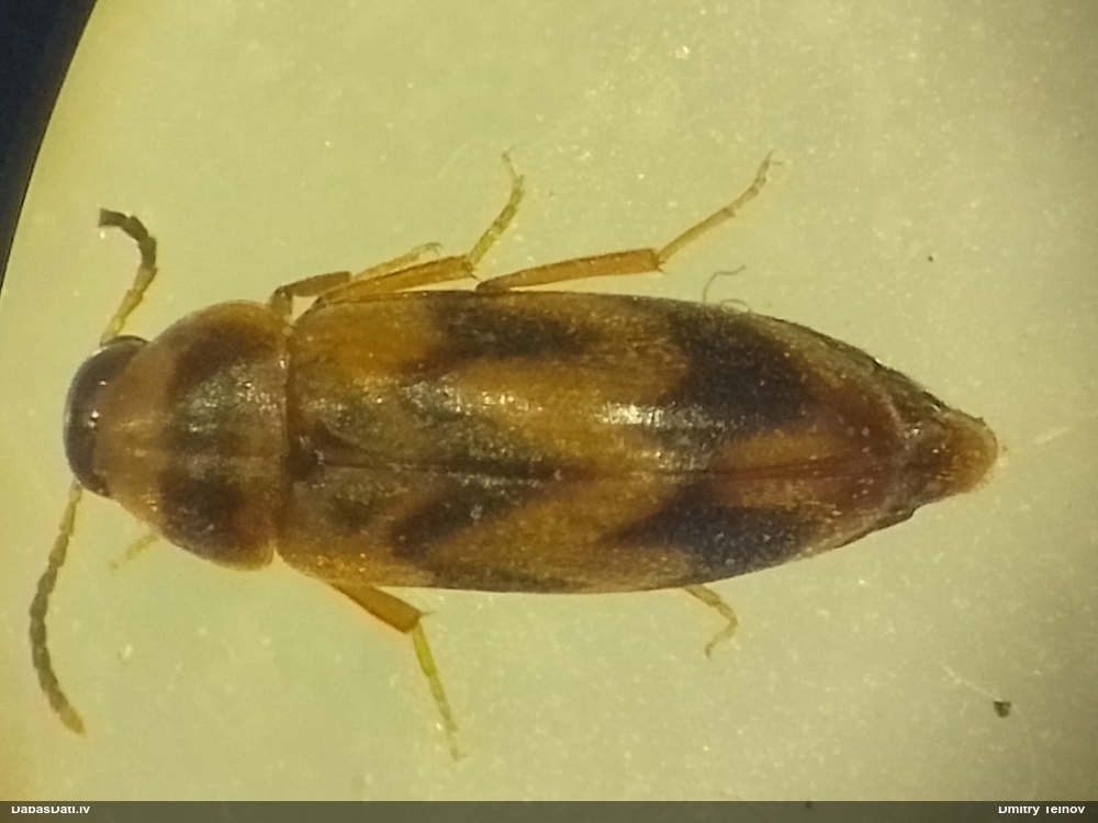 Ēnvabole Abdera flexuosa