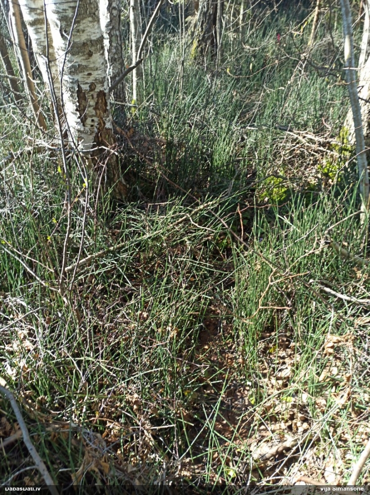 хвощ зимующий