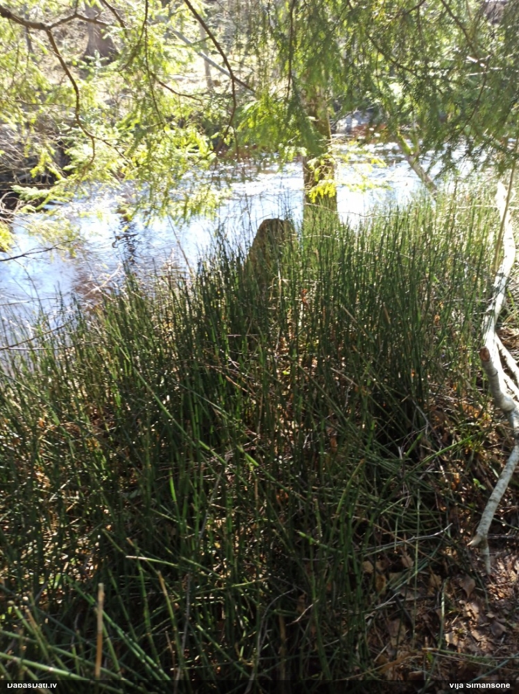 хвощ зимующий