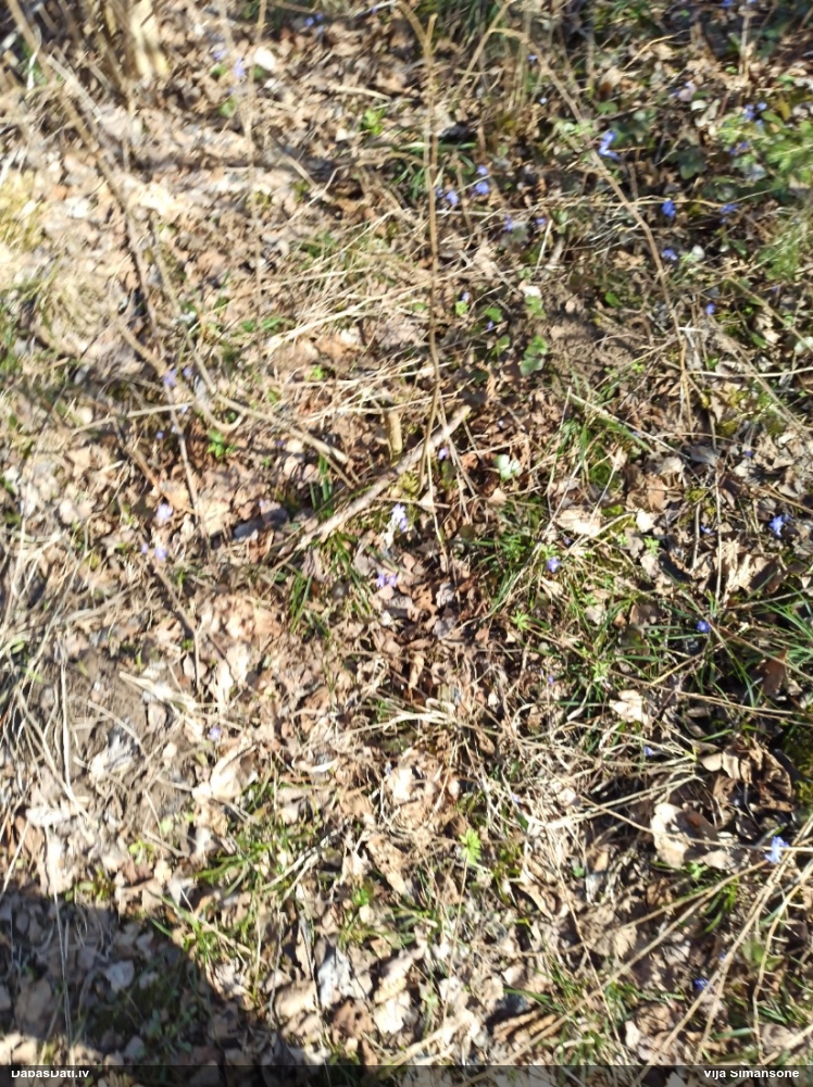 печеночница обыкновенная