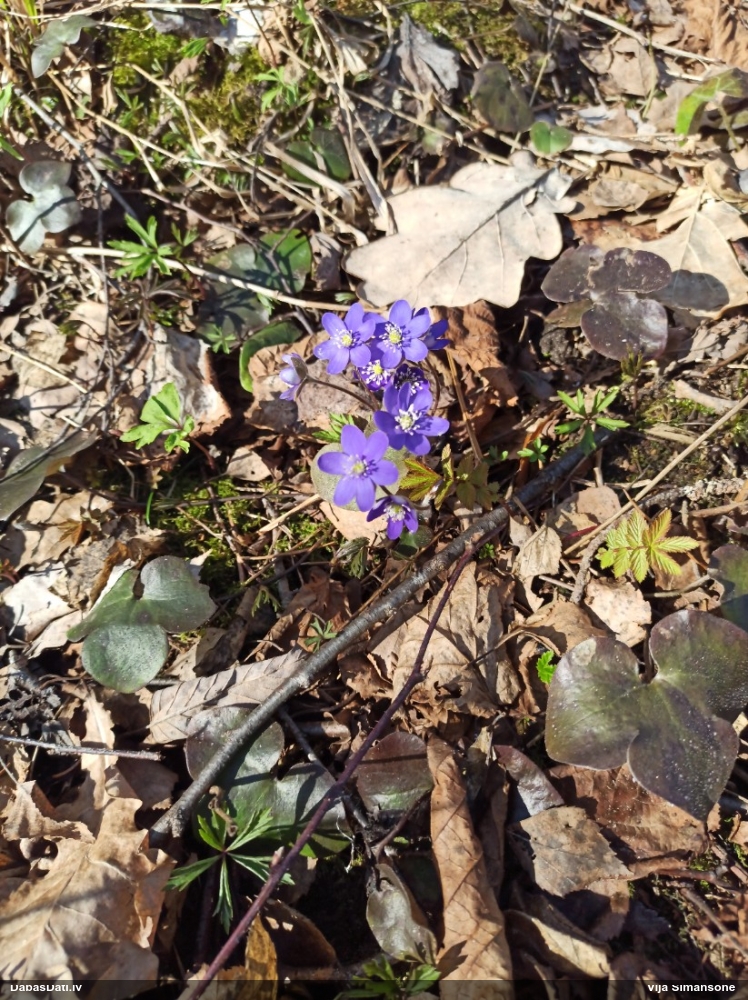 печеночница обыкновенная