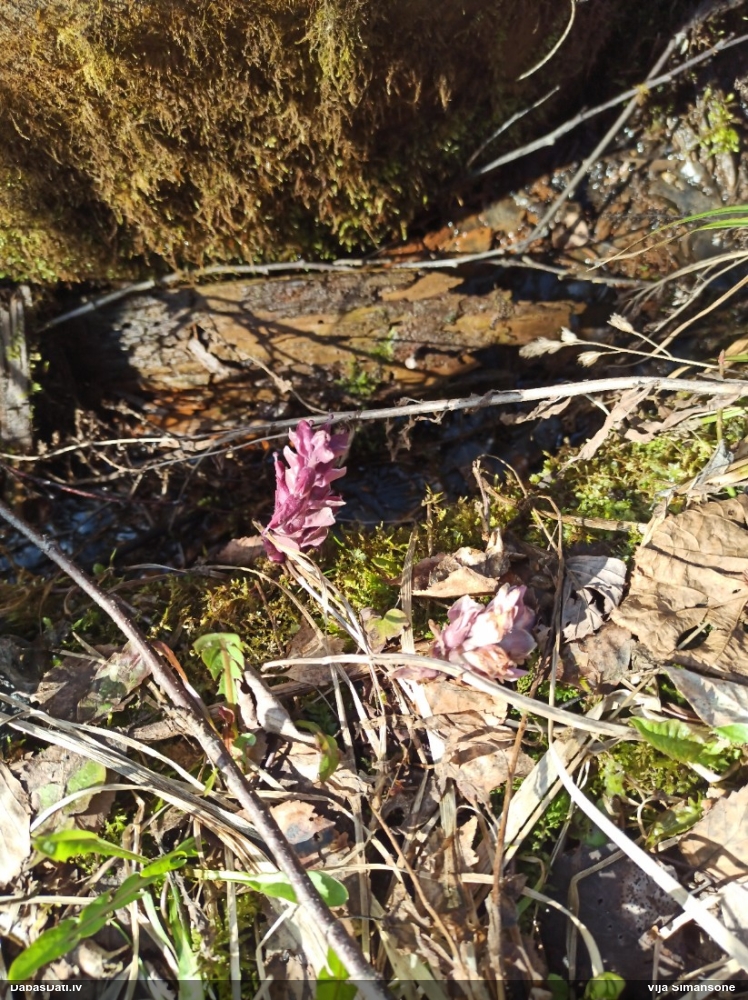 Петров крест чешуйчатый