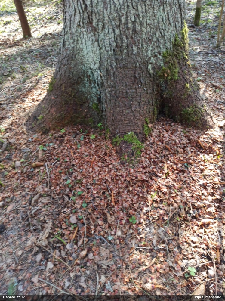 обыкновенная белка