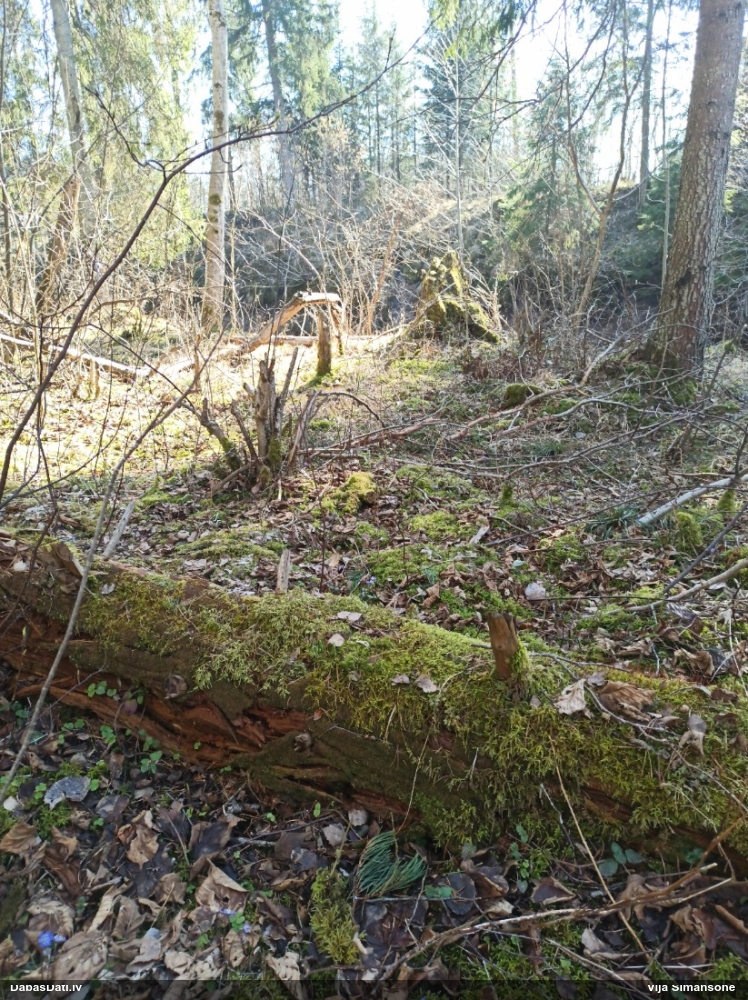 Purpura lākturīte