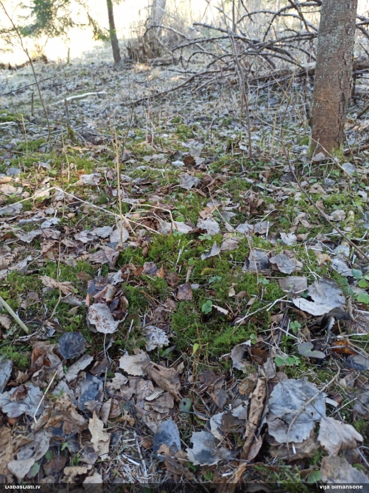 Viļņainā skrajlape