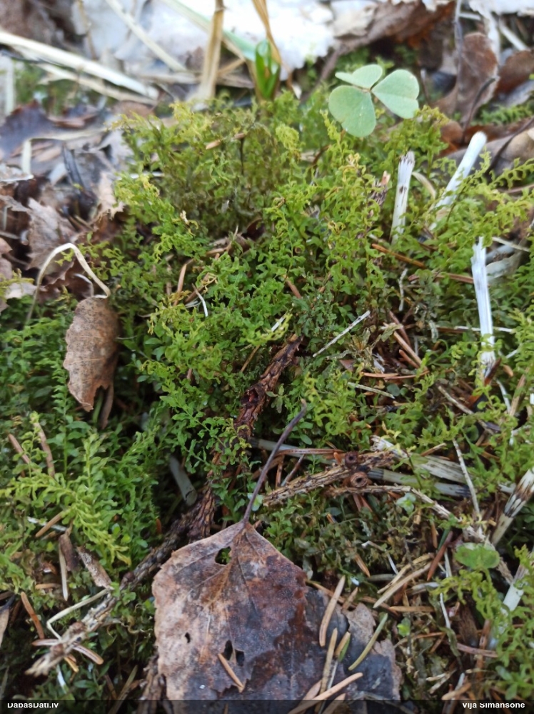 Viļņainā skrajlape