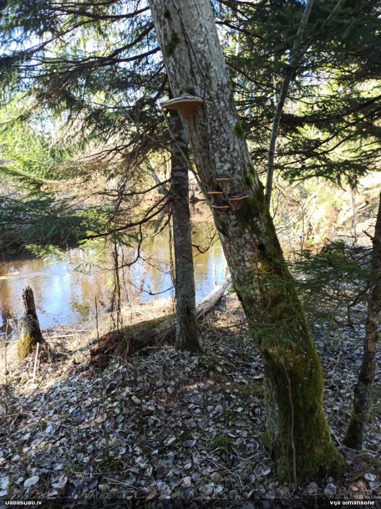 Окаймленный трутовик