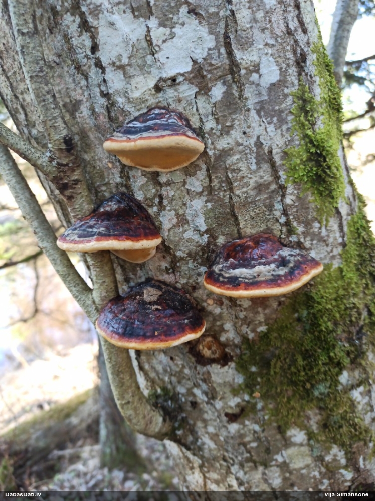 Окаймленный трутовик