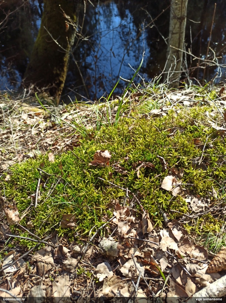 Parastā kociņsūna