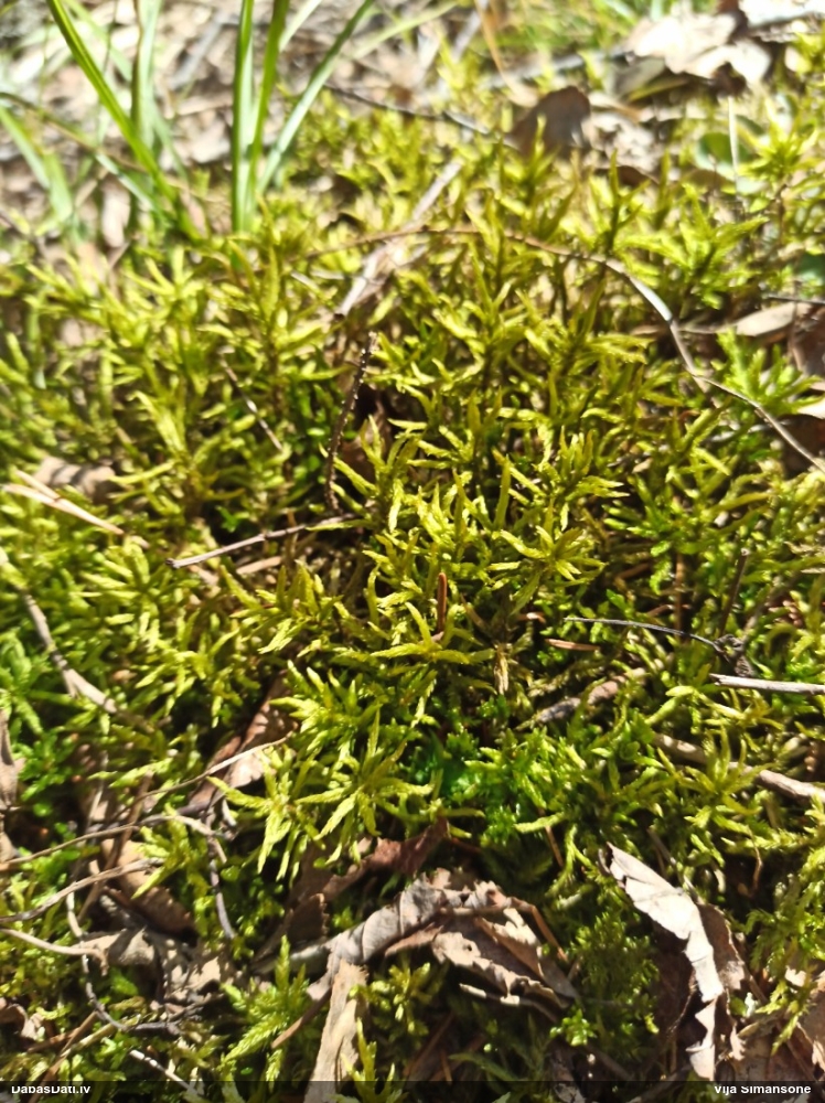 Parastā kociņsūna