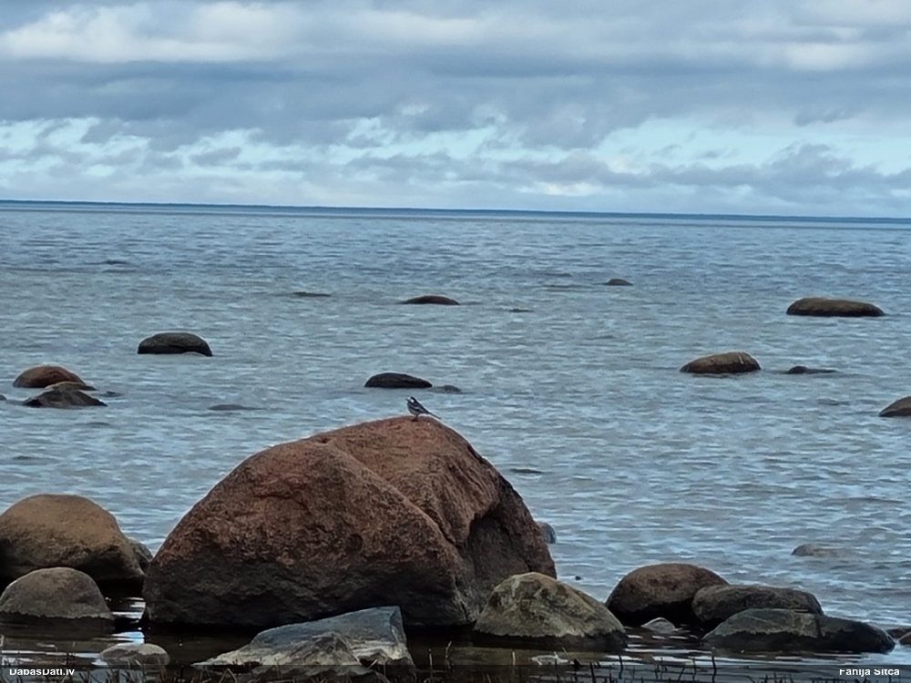 белая трясогузка