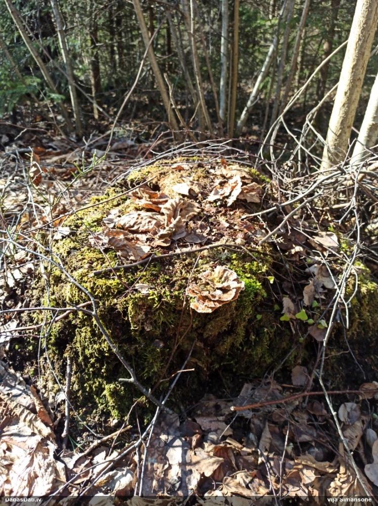 Dzeltenā tauriņpiepe